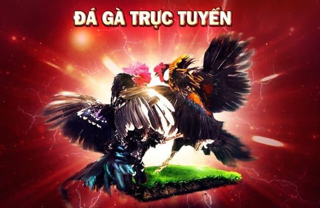 Cach danh gia ga trong ca do da ga truc tuyen