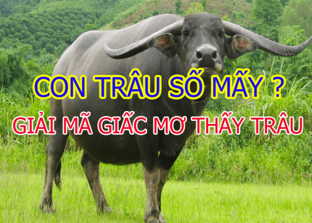 Nam mo thay con trau co y nghia gi? danh de con nao phat tai?